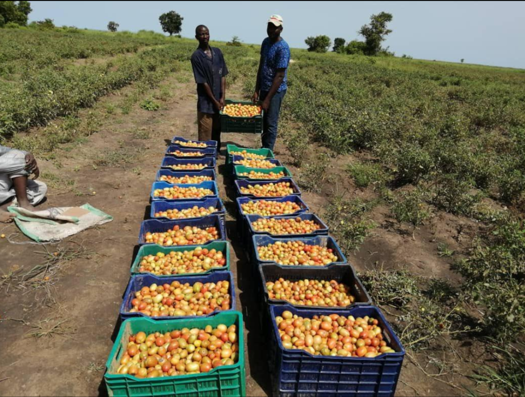 Producing the harvest is only one part of the agricultural journey. Finding a reliable market is another.