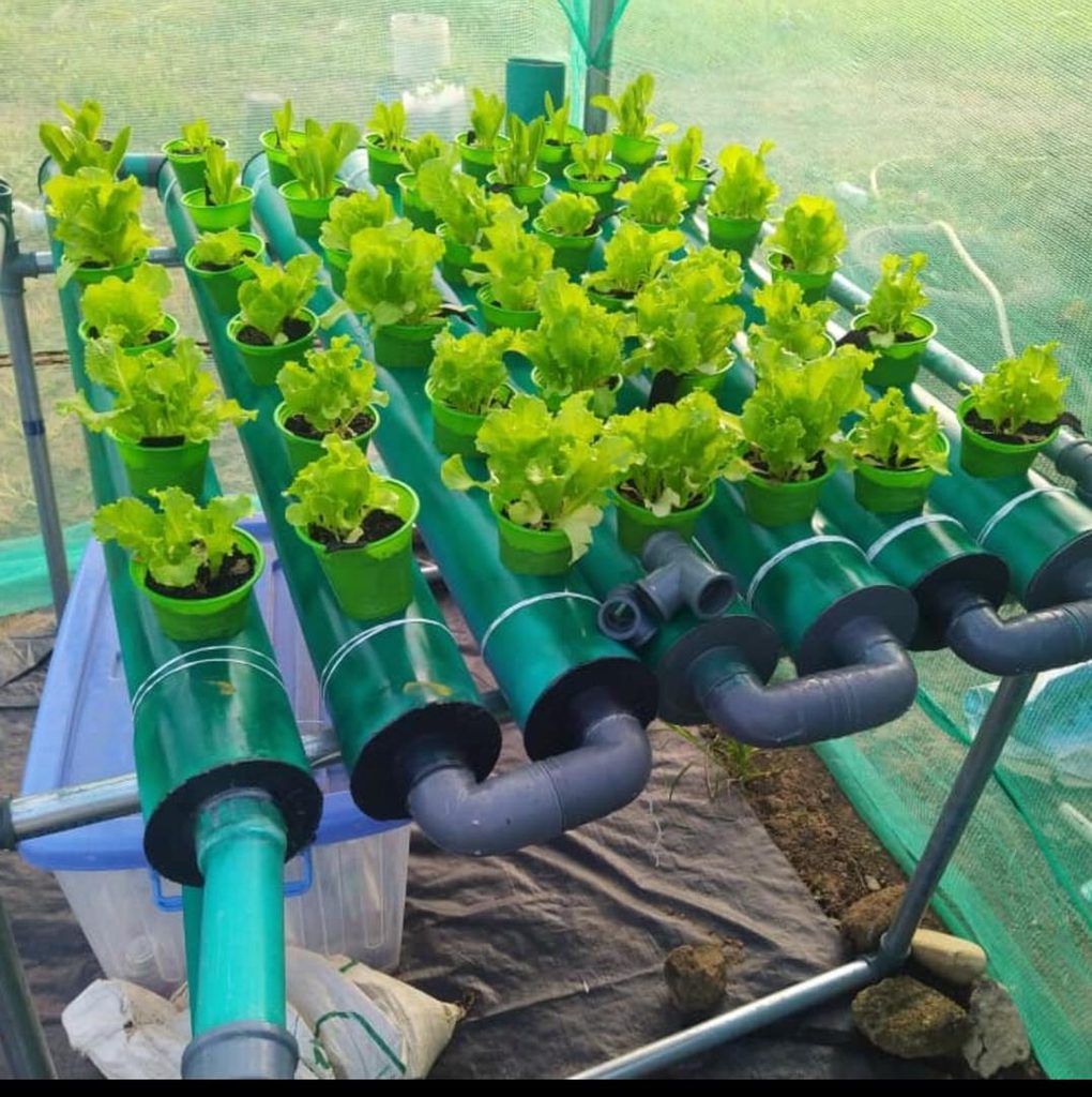 crops
